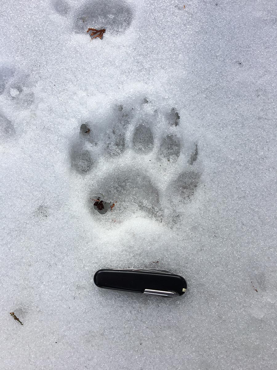 Footprints