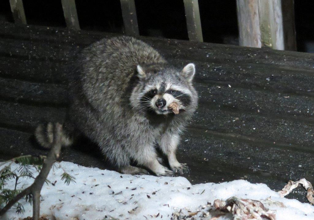 Raccoon at the WRI