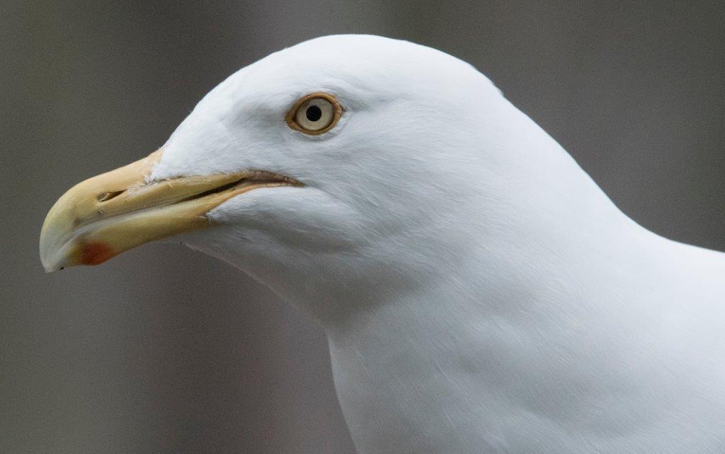 Herring gull