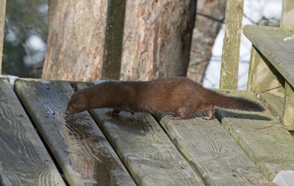 Mink