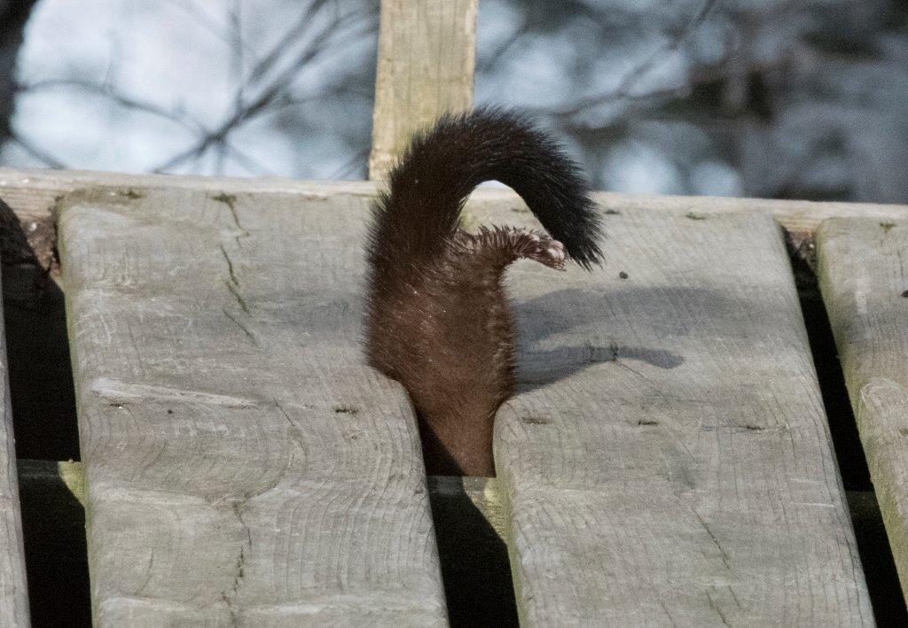 20170326 Mink 02