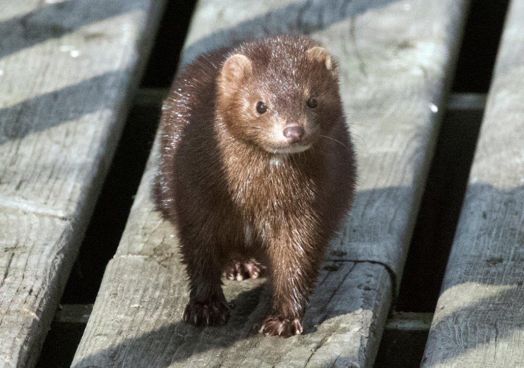 20170326 Mink 03