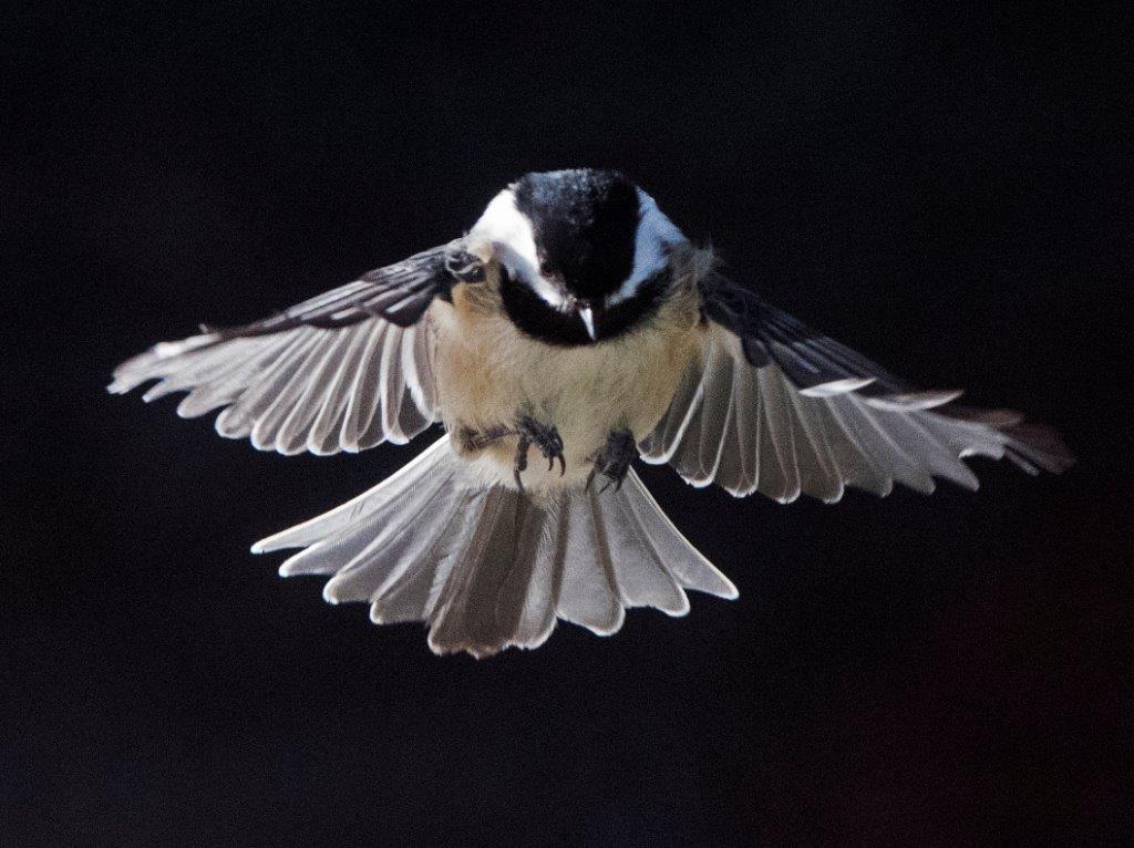 Chickadee