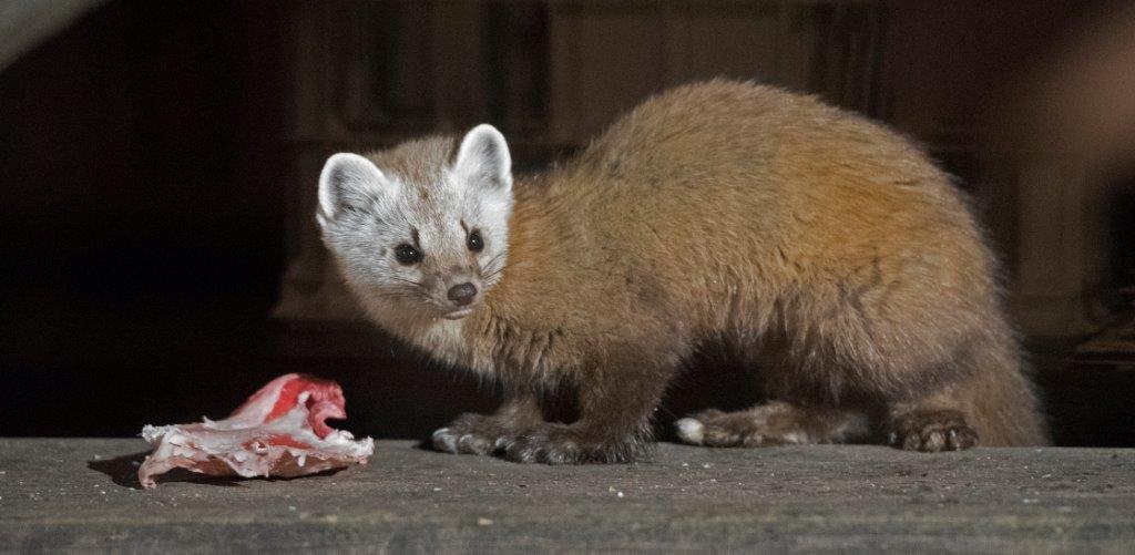 Pine marten male