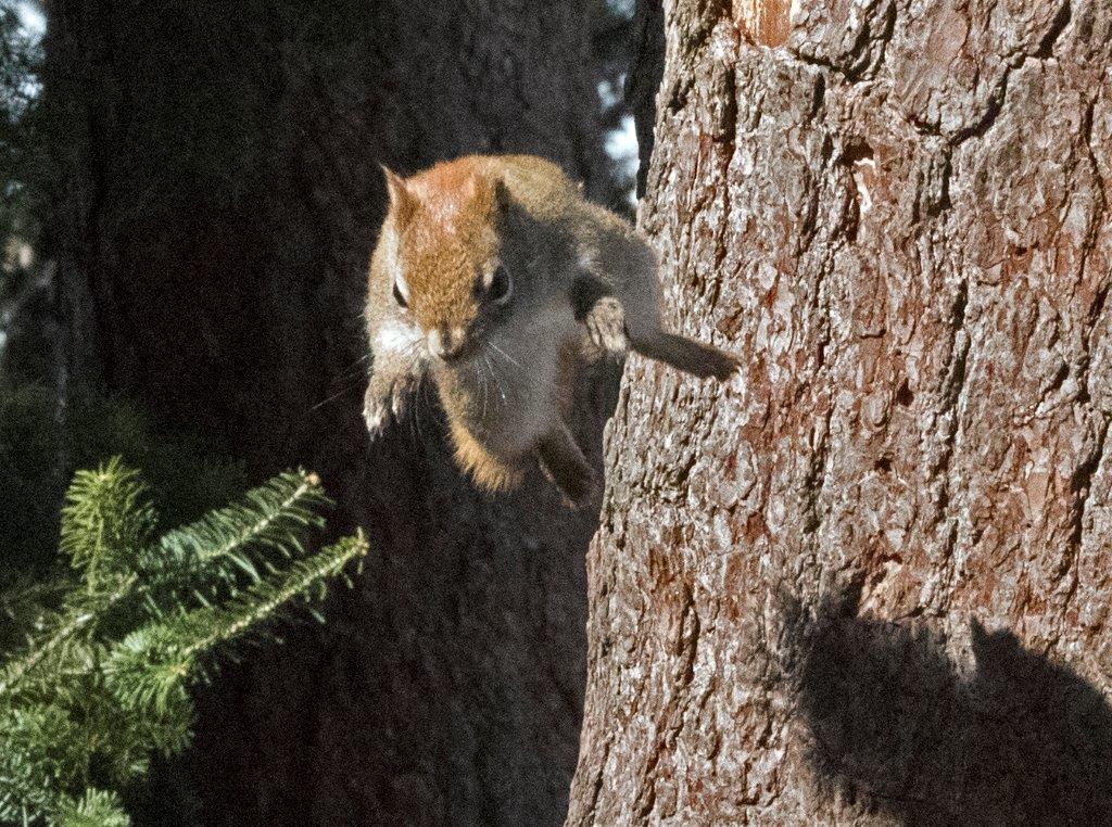 Red squirrel leaping