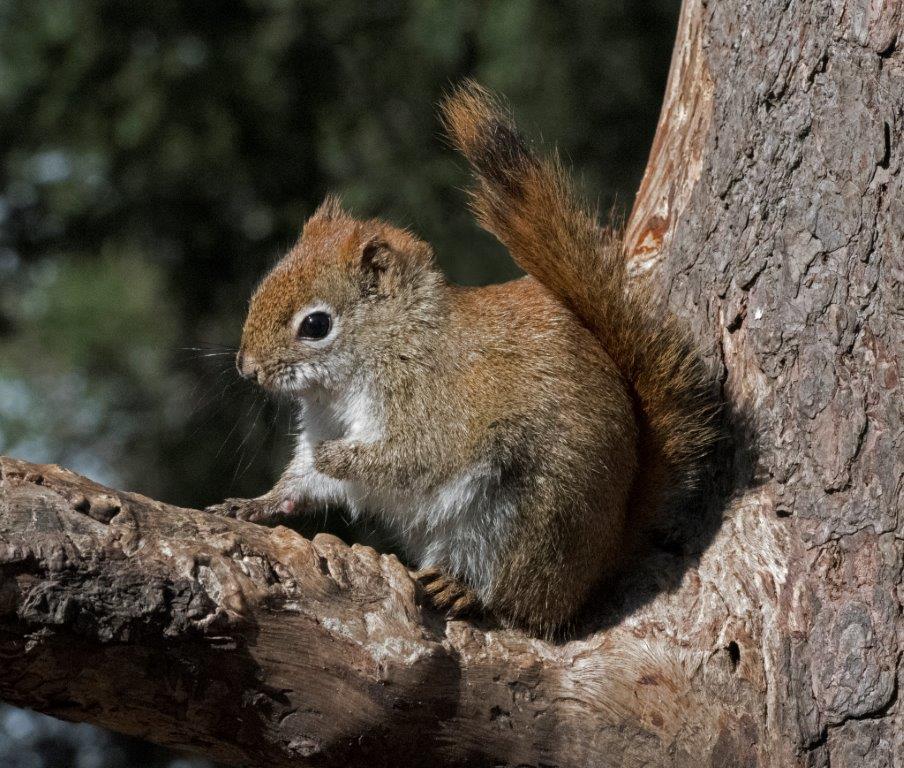 Red Squirrel