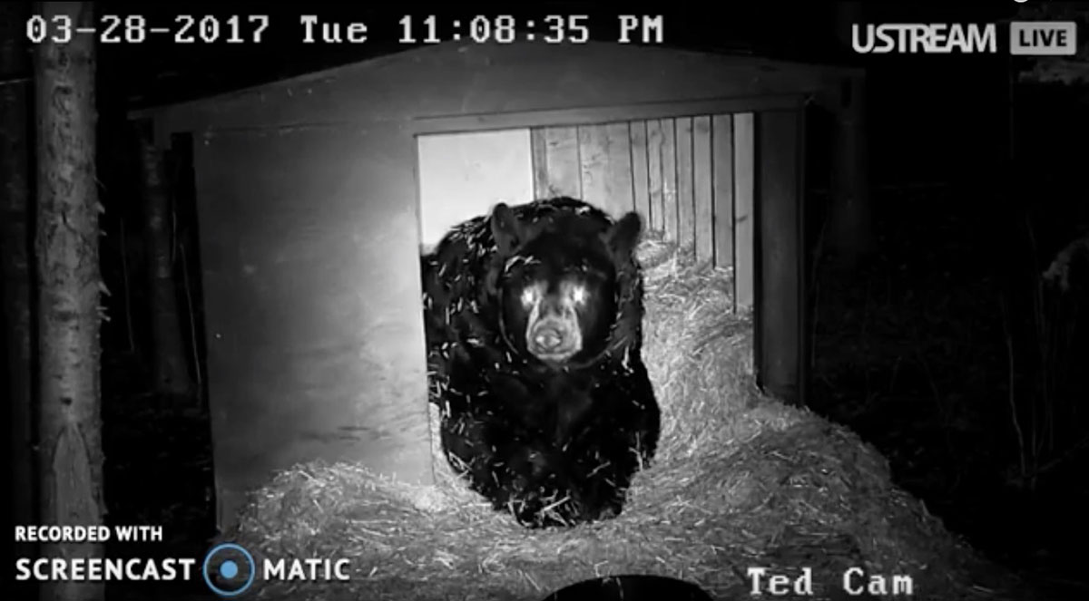 Ted