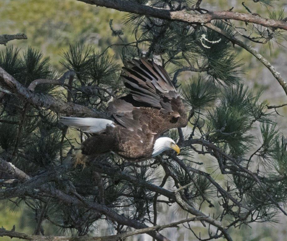 Bald eagle