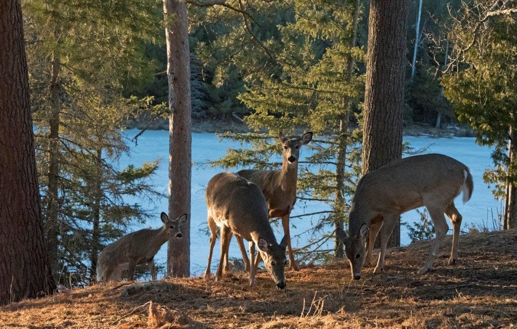 Deer family