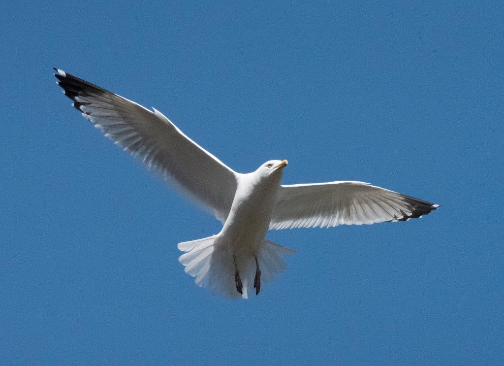 Herring gull