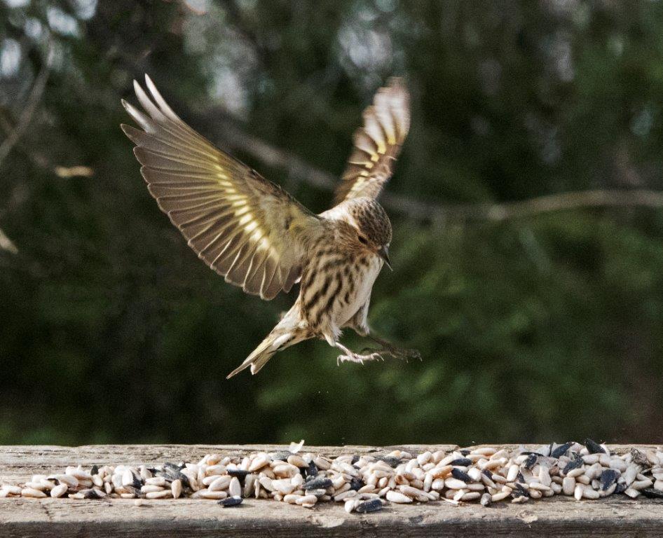 Pine siskin