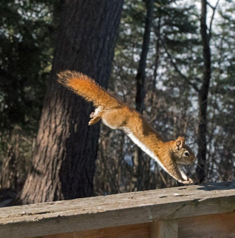 Red squirrel