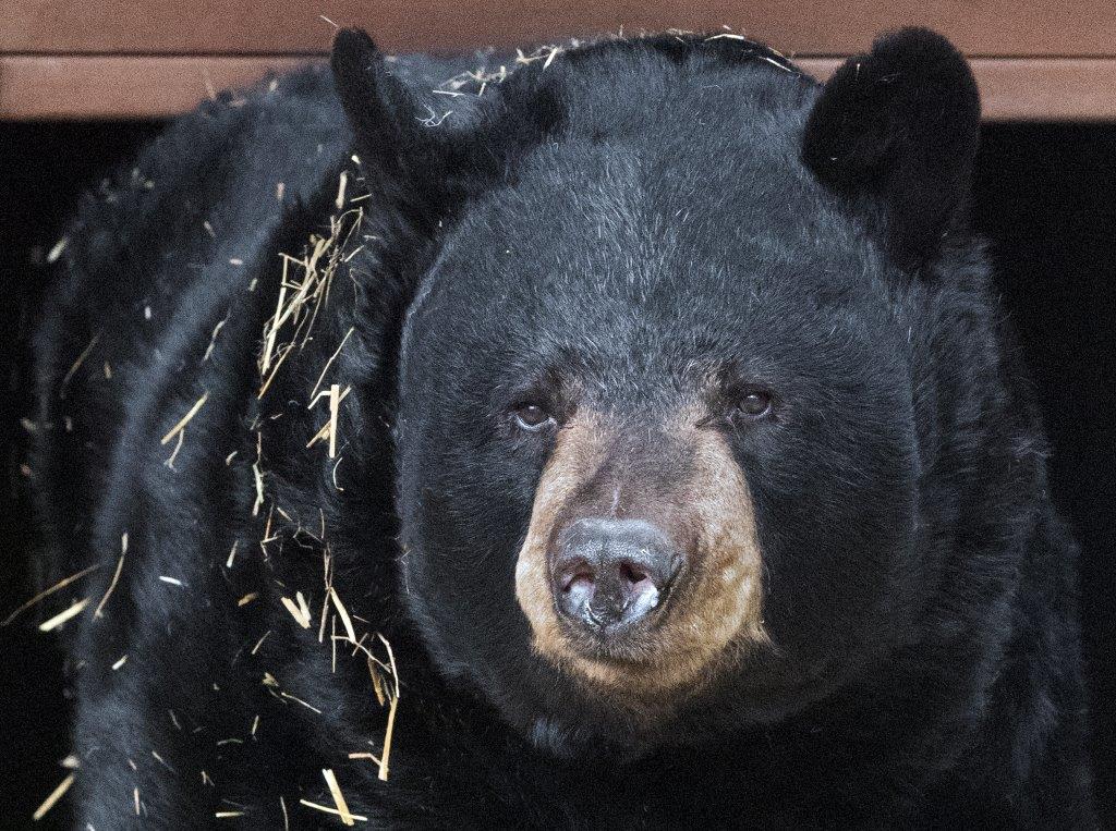 Ted