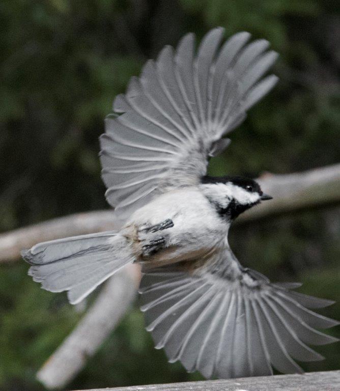 Chickadee