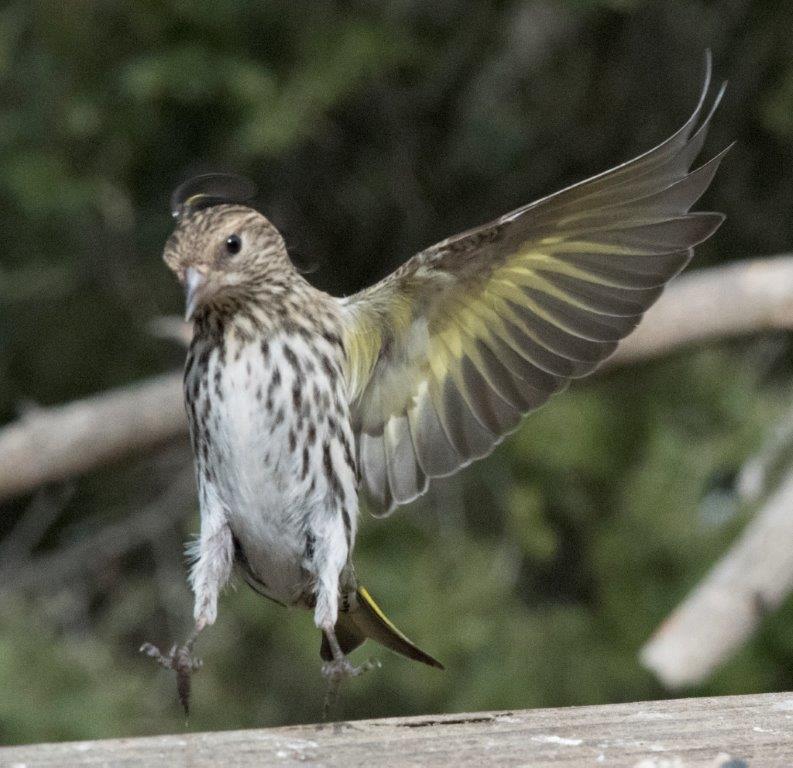 Pine siskin