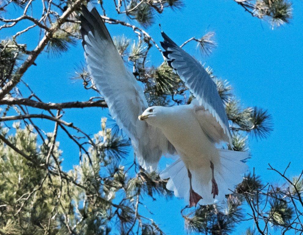 Herring Gull