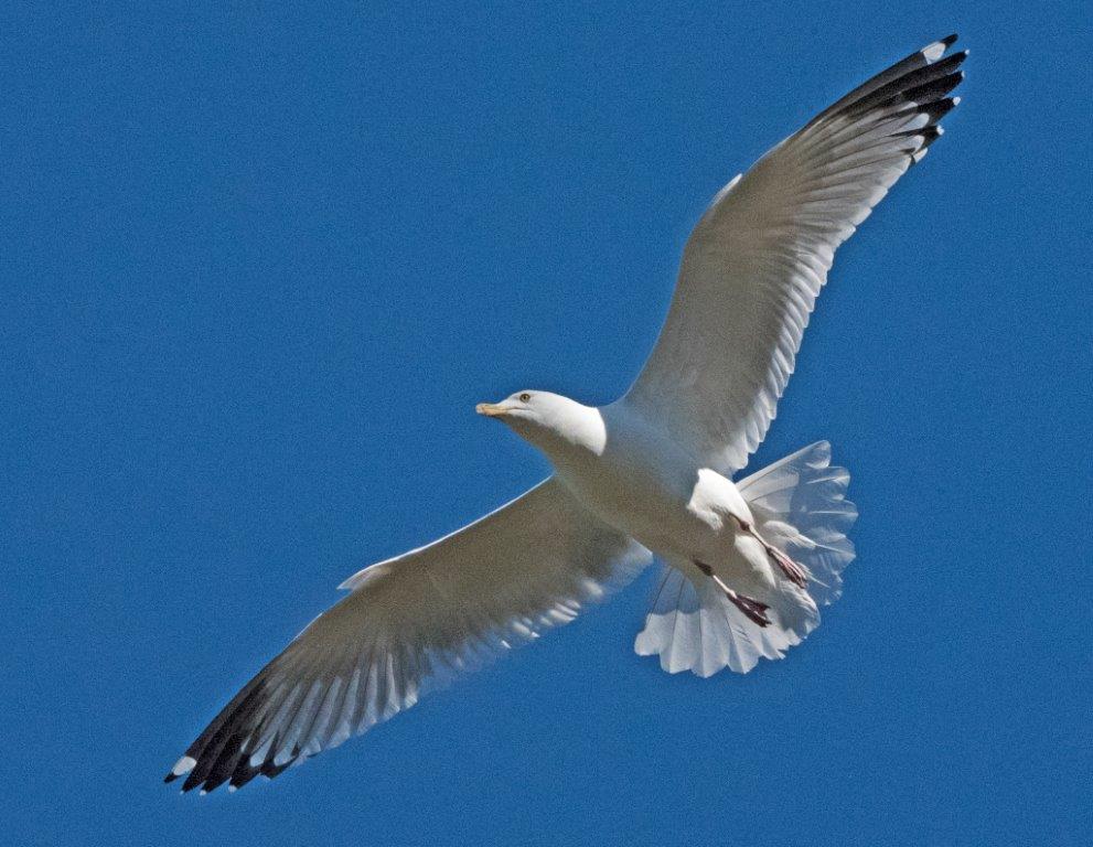Herring Gull