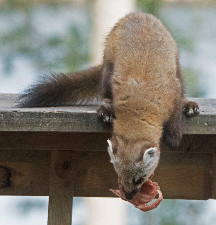 Pine Marten