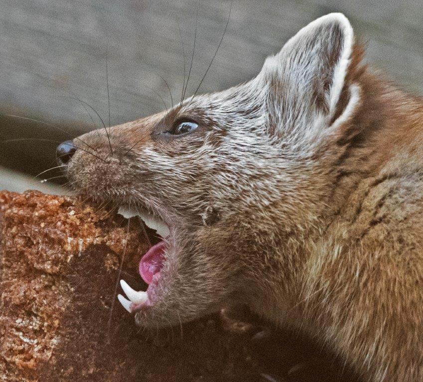 Pine marten