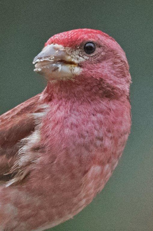 Purple finch