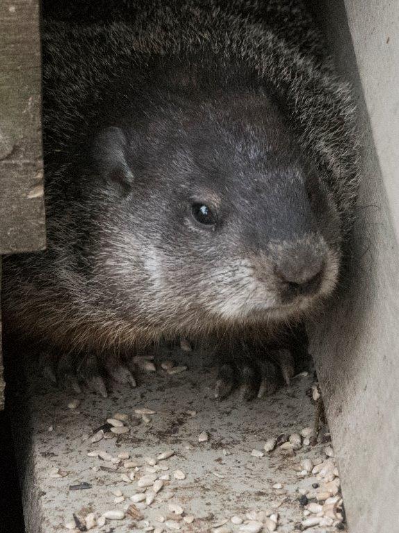 Woodchuck