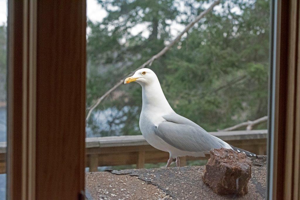 Herring gull