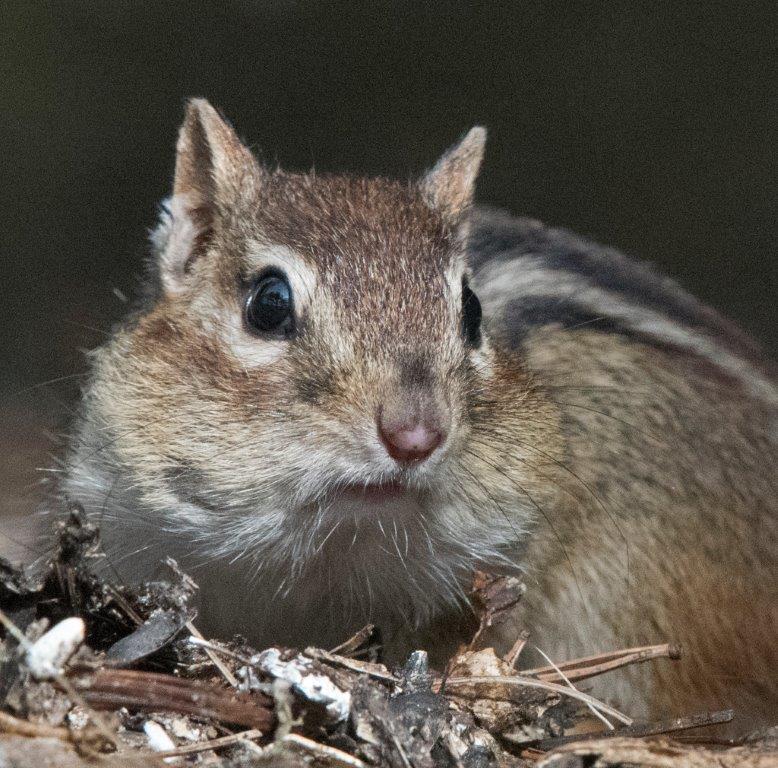 Eastern chipmunk