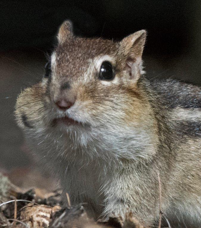 Eastern chipmunk