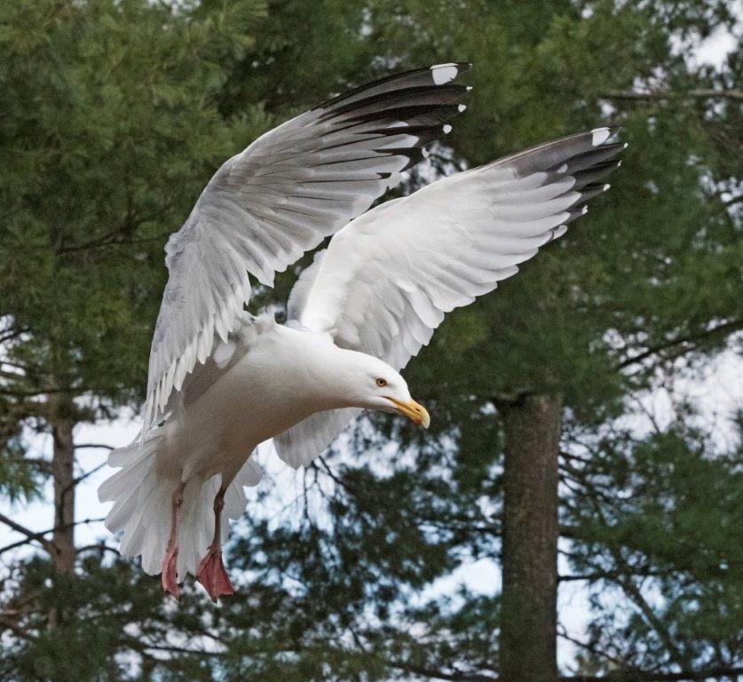 Herring gull