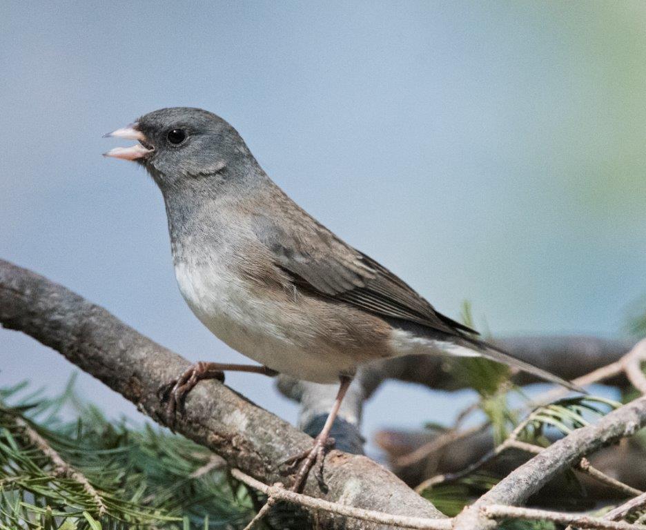 Dark eyed junco
