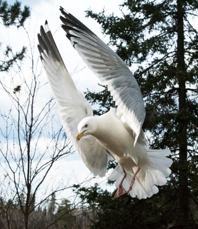 Herring gull
