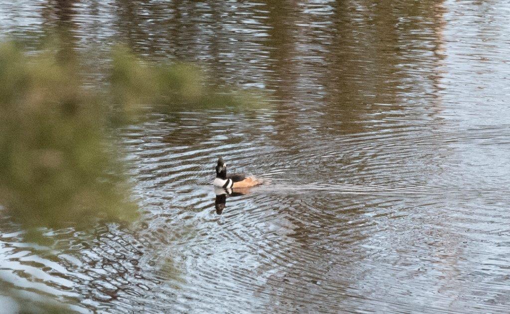 Hooded merganser