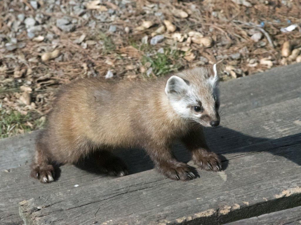 Pine marten