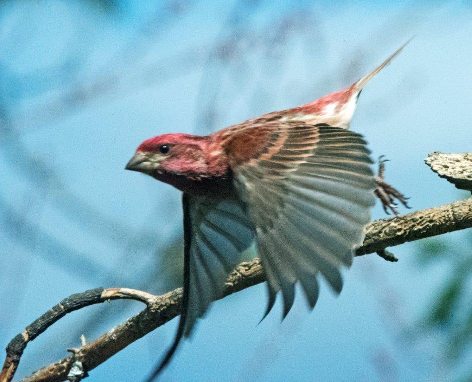  Purple finch