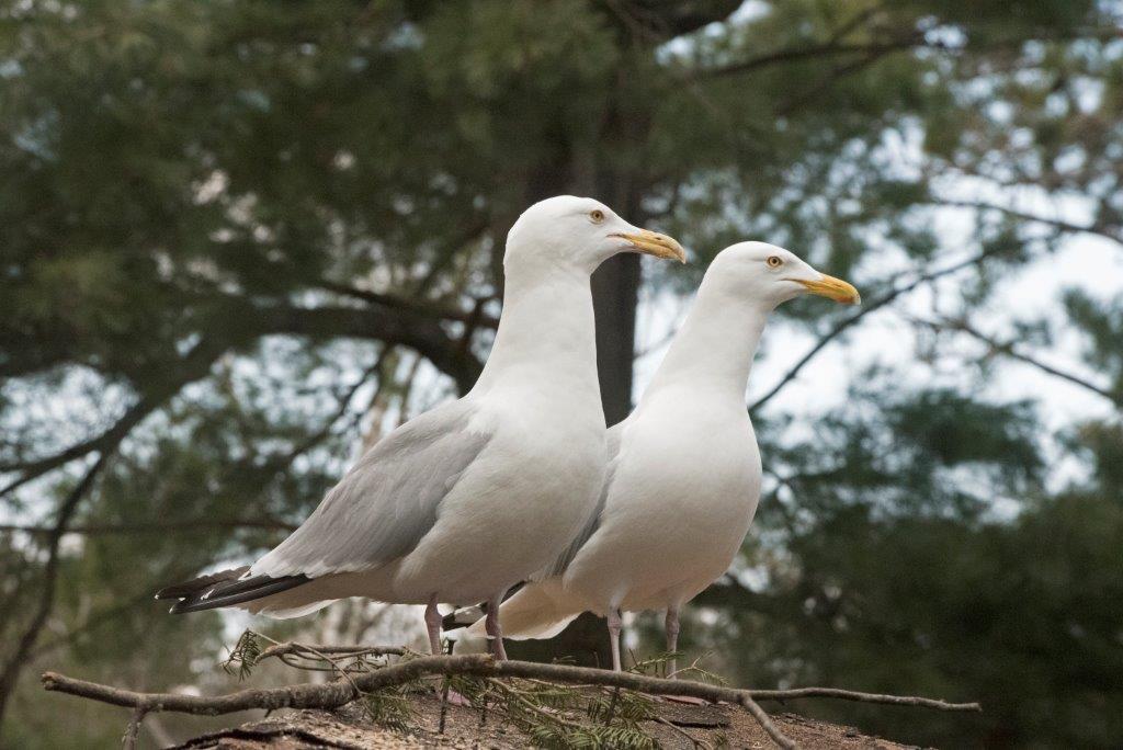 20170413 Herring gulls