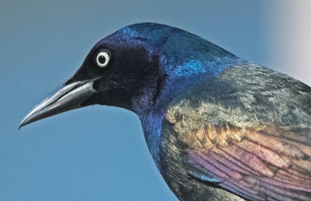 Common grackle