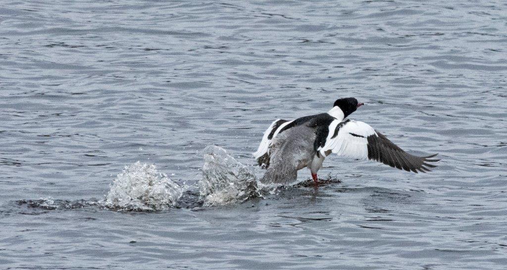 Common merganser