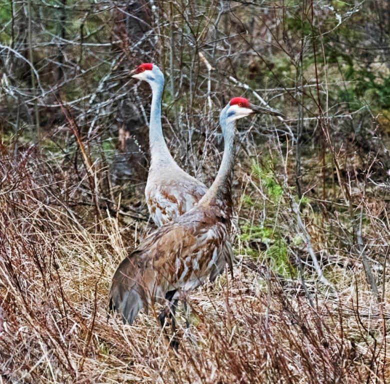 Sandhill cranes