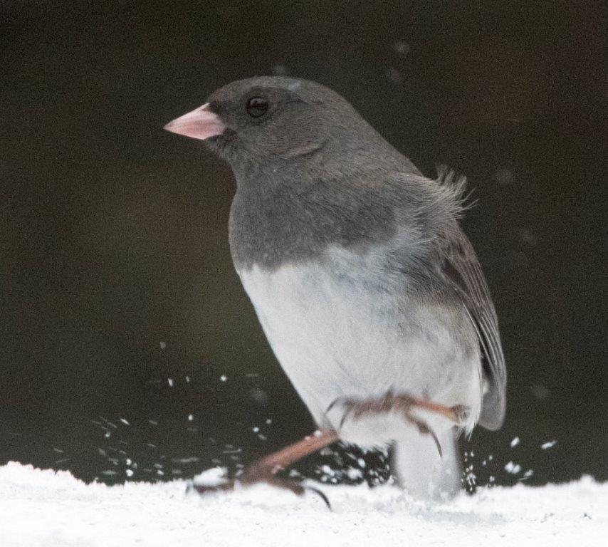 Dark-eyed junco