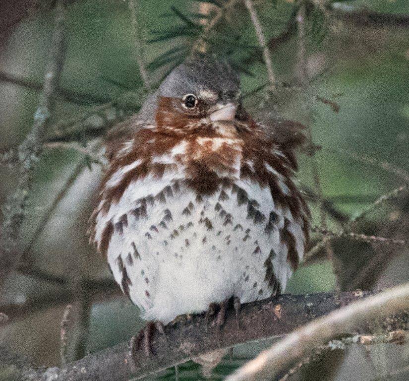 Fox sparrow