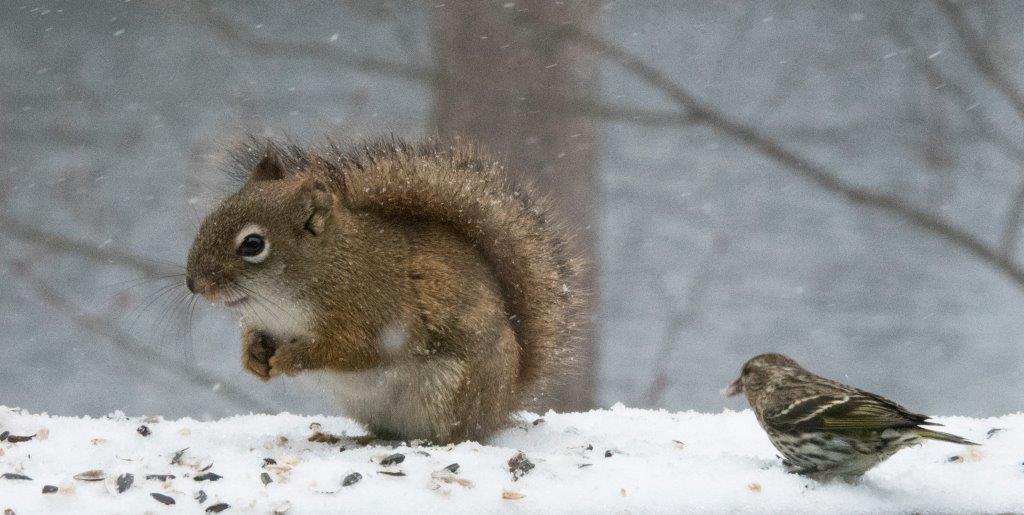 Red squirrel  and Pine siskin