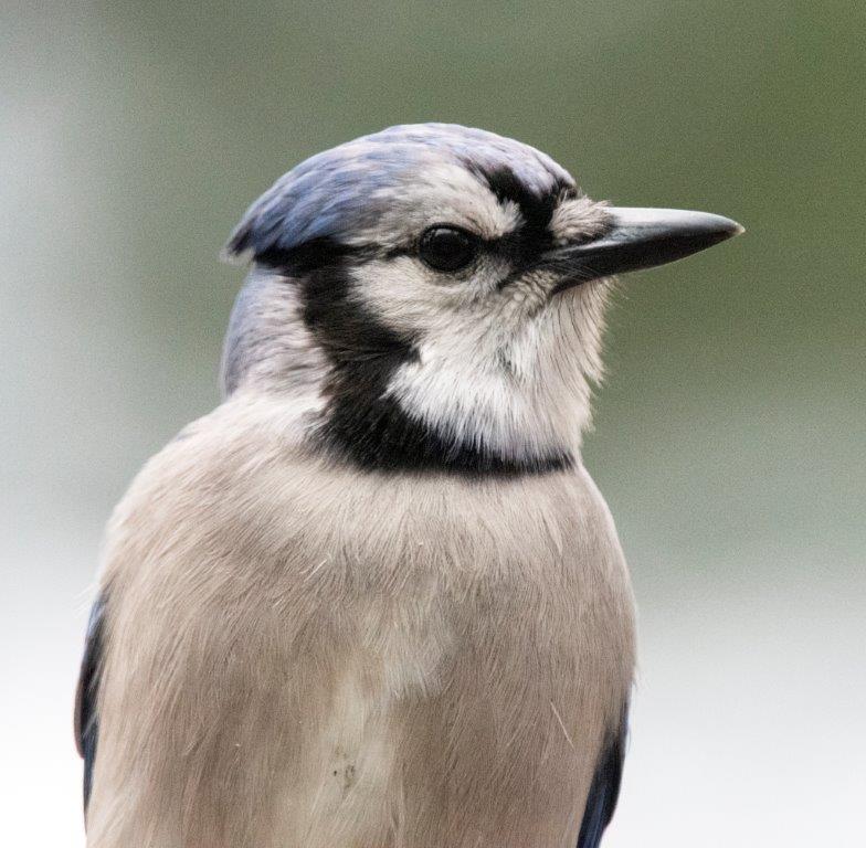 Blue jay