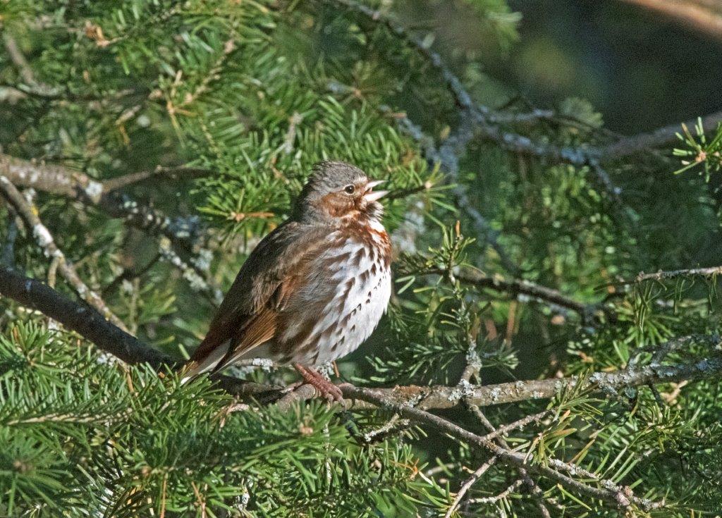 Fox Sparrow
