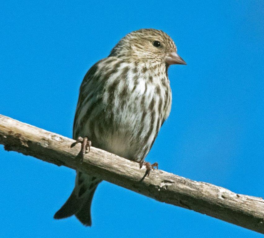 Pine siskin
