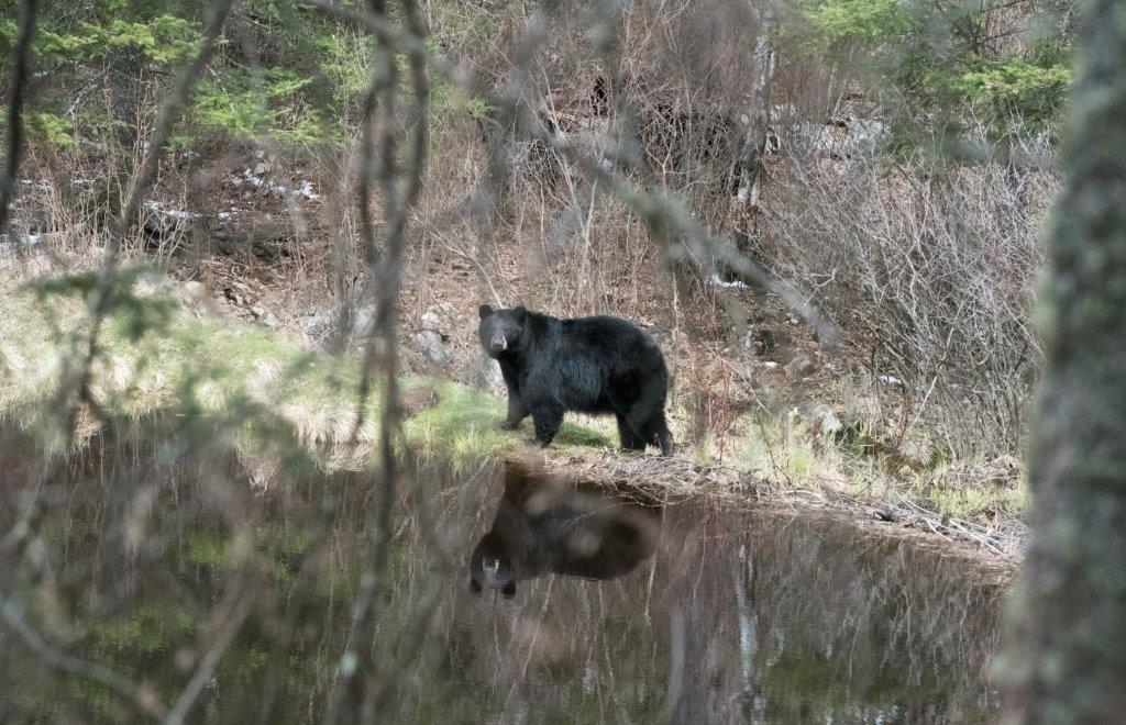 RC reflected in the water