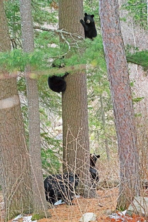 RC with yearlings in pine