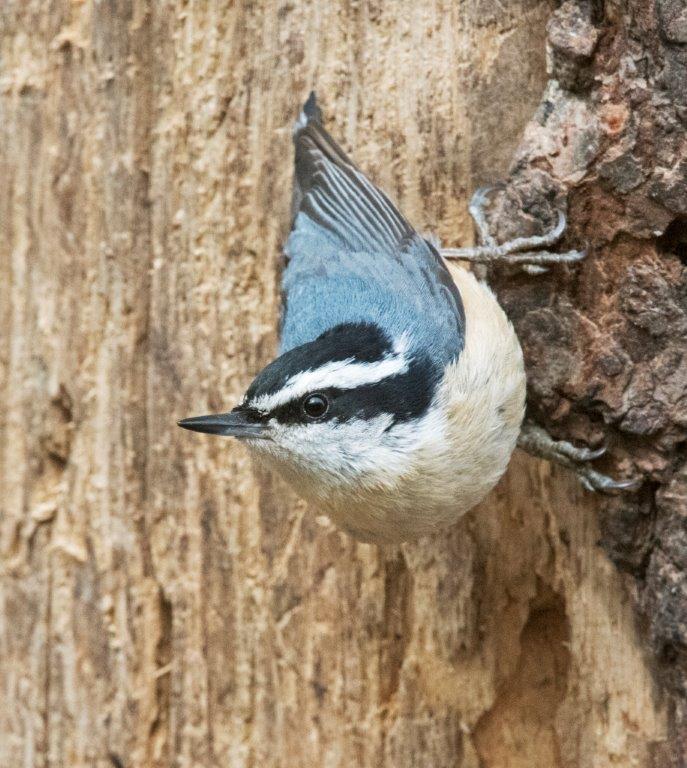 Red breasted nuthatch