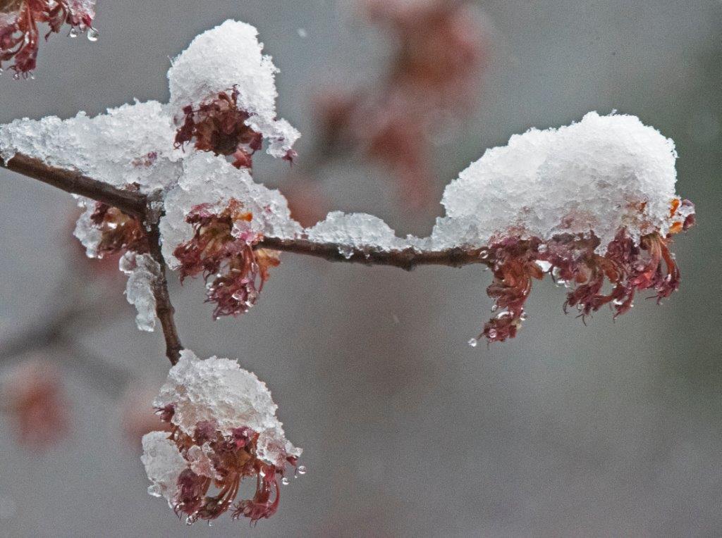 Red maple flowers