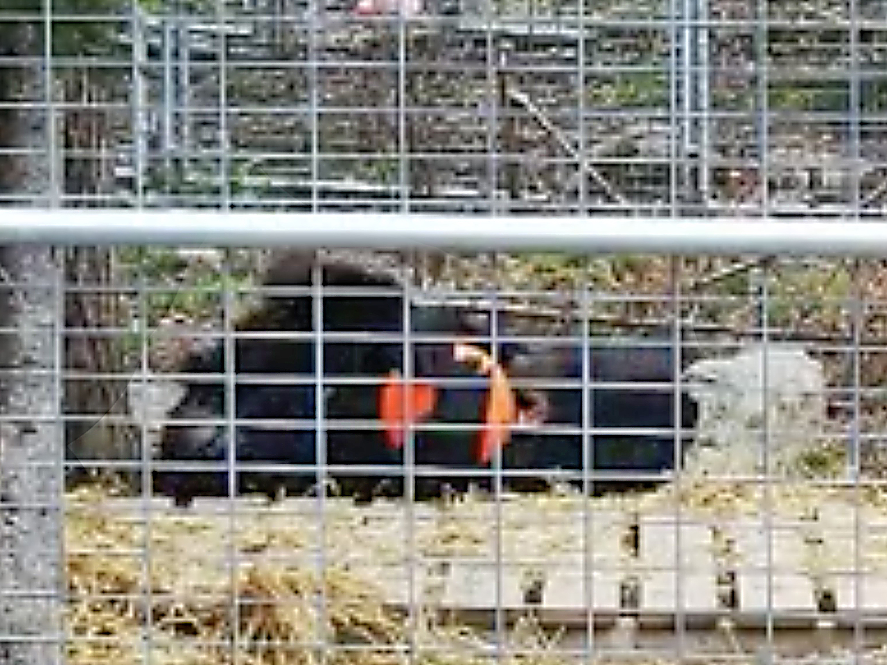 Holly playing with her red ball
