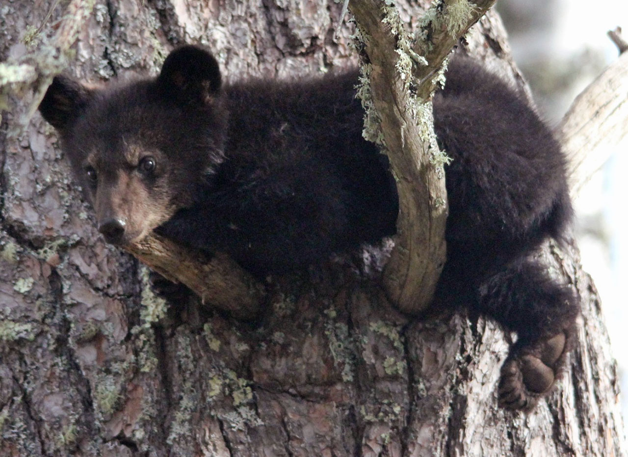 Braveheart's cub waiting